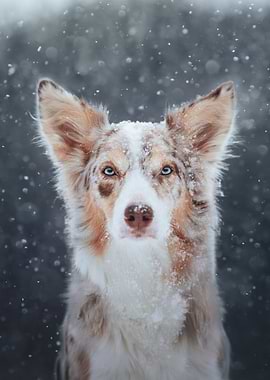 Dog portrait in the snow