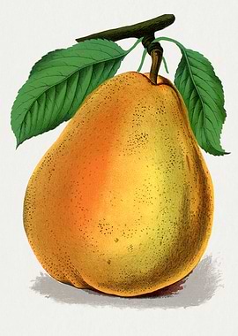 Vintage Pear Illustration with Leaves