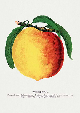 Vintage Peach Illustration
