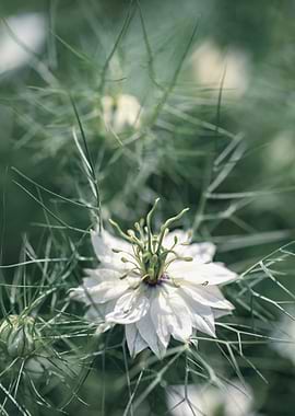 White Nigella Flower Close-Up