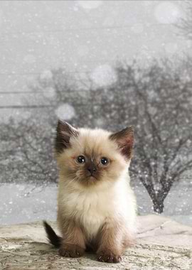 Cute Kitten in Winter Scene
