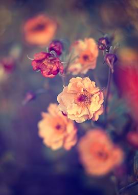 Peach and Red Geum Flowers