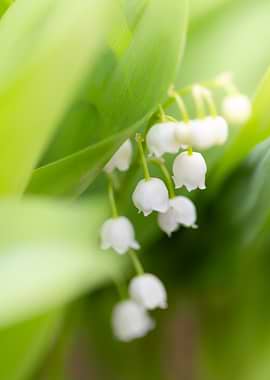 Lily of the Valley Flowers