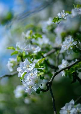 Apple blossoms in spring sunlight