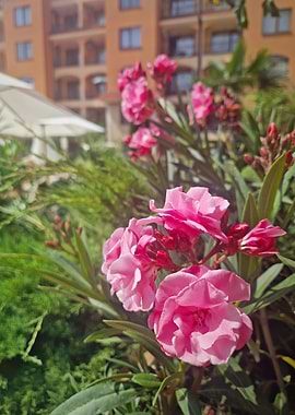 Pink Oleander Flowers in Garden Setting