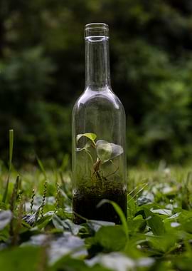 Terrarium in a Glass Bottle