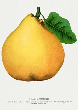 Rea's Mammoth Pear Vintage Illustration