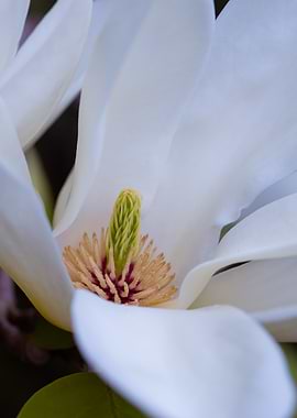 Magnolia Blossom Close-Up