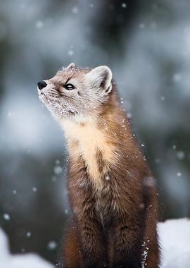 Pine Marten in Winter Snowfall