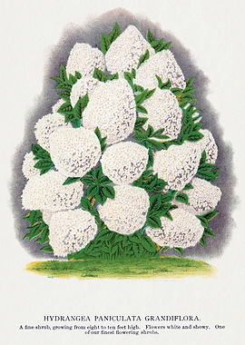 Hydrangea Paniculata Grandiflora Illustration
