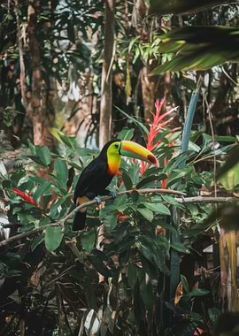 Toucan Perched in Lush Jungle