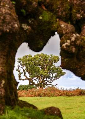 Tree framed by mossy branches