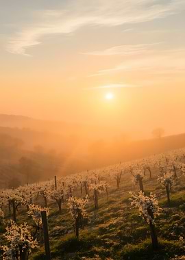 Vineyard at Sunrise