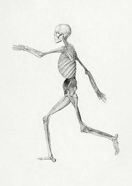 Anatomical Skeleton Running Illustration
