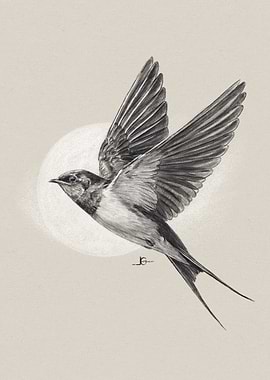 Swallow in Flight Pencil Drawing