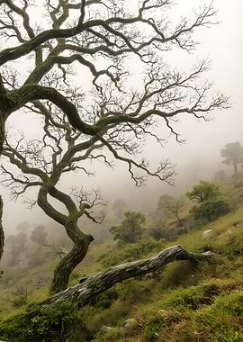 Misty Forest Landscape with Bare Trees