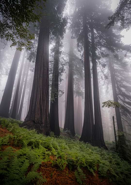 Redwood Forest Landscape
