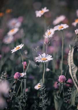 Daisy and Clover Field