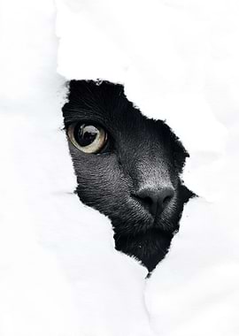 Black cat peeking through white paper