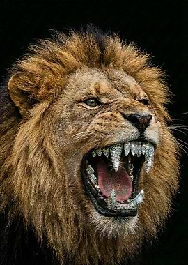 Roaring Lion with Diamond Teeth