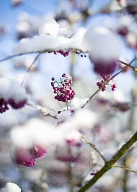 Snow-Covered Purple Berries on Branches