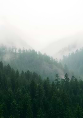 Misty Forest Landscape