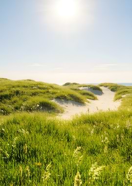 Sunny Grass Dunes Landscape