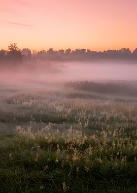 Misty Meadow at Sunrise