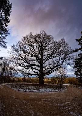 350-year-old oak tree