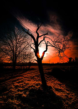 Silhouette of a tree at sunset
