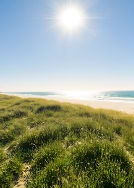Sunny Beach with Green Grass Dunes