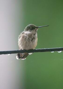 Hummingbird Perched on Wire in Rain