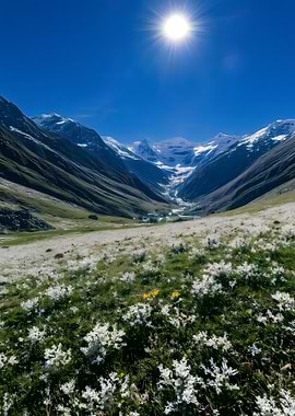 Mountain valley with flowers and snow