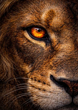 Lion's Intense Gaze: Close-Up Portrait