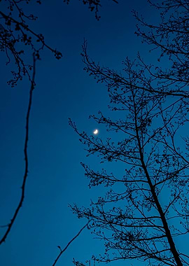 Crescent Moon and Silhouetted Trees