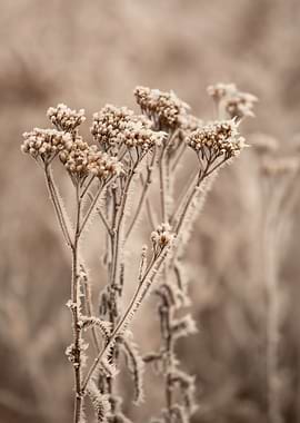 Frosted Wildflowers in Winter