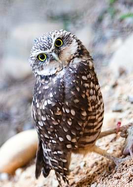 Curious Burrowing Owl Portrait