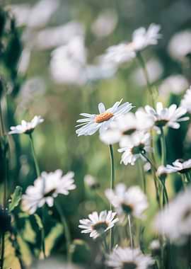 Field of White Daisies in Sunlight