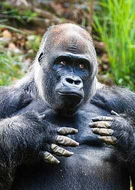 Portrait of a Silverback Gorilla