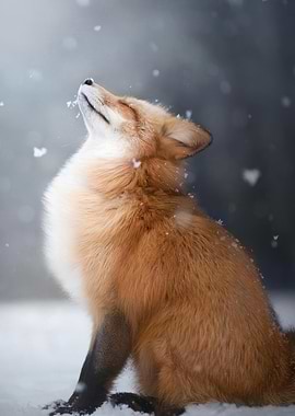 Fox in Winter Snowfall
