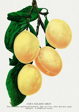 Coe's Golden Drop Plum Illustration