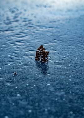 Frozen puddle with plant seeds