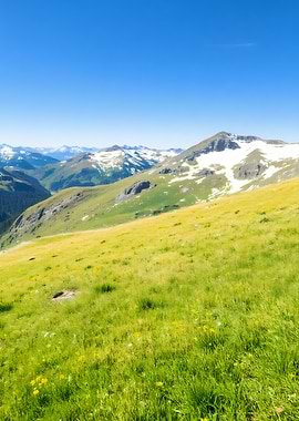 Alpine Meadow with Snow-Capped Mountains