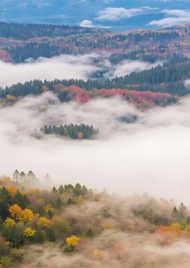 Autumnal Forest in the Clouds