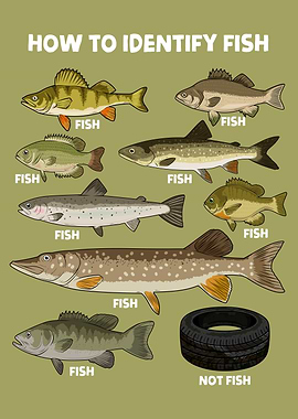 How to Identify Fish
