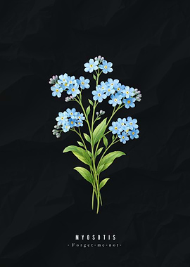 Forget-me-not floral illustration on black