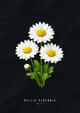 Daisy Flowers on Black Background