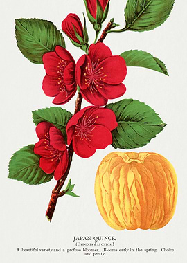 Japan Quince Botanical Illustration