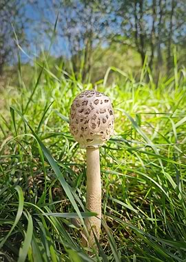 Mushroom in Green Grass