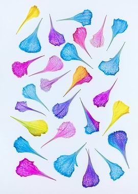 Colorful Flower Petals on White Background